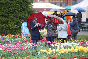 Lietaus pakrikštytoje tulpių šventėje – nuostabiausi žiedai