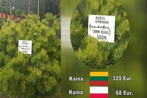 Šešis kartus pigesnių sodo želdinių žurnalistė rado Lenkijoje