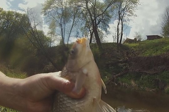 Karosų žvejyba – ką mėgsta „auksinė žuvelė”? (I)