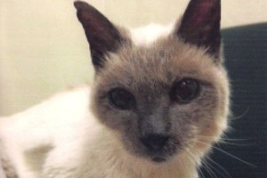 Nugaišo seniausias pasaulio katinas, nugyvenęs 136 žmogaus metus