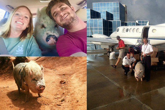 Iš namų išvarytai porai su kiaule – skrydis privačiu lėktuvu