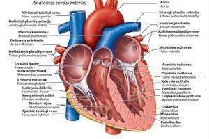 5 požymiai, bylojantys, kad jums gresia širdies problemos