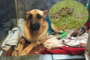 Mergaitę nuo nuodingos gyvatės apgynęs šuo parodė drąsą