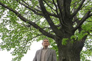 Amerikoje prigijo Stelmužės ąžuolo vaikai