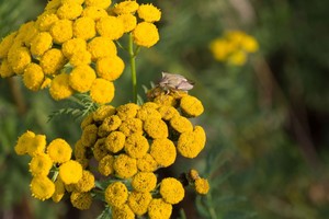 Natūralus vaistas padės mikliai atsikratyti organizmo parazitų