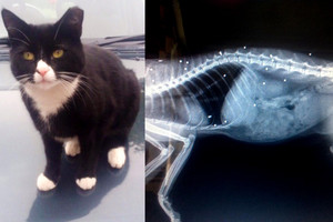 Rentgeno nuotrauką išvydę veterinarai nepatikėjo savo akimis