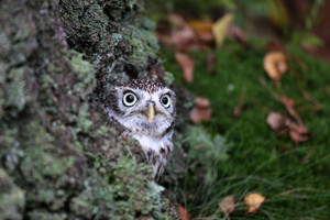 Gamtoje rastų laukinių gyvūnų jauniklių neštis namo negalima