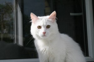 Gražus baltas katinas ieško namų. Gal priglausi tu?