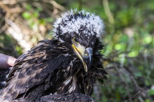 Kaišiadorių rajone sužieduoti itin reti ir nykstantys paukščiai