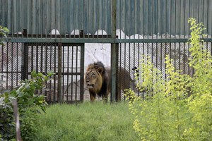 Čilės zoologijos sode nušauti du liūtai