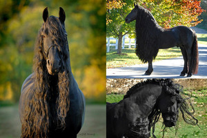 Gražiausias žirgas pasaulyje, į kurį norisi žiūrėti dar ir dar