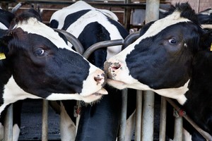 Mokslininkai atskleidė tiesą apie antibiotikais šeriamas karves