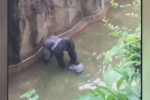 Ketverių metų berniuko apsilankymas narve gorilai kainavo gyvybę