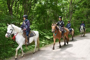 Japonijoje dingo berniukas, kurį tėvai nubausdami paliko miške