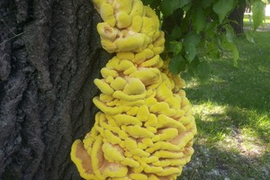 Moterį nustebino radinys miesto parke: pati nesuprato, ką pamatė