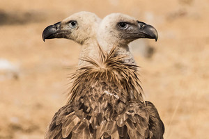 Tokio kadro nepakartosi: fotografo taikinyje – dvigalvis grifas