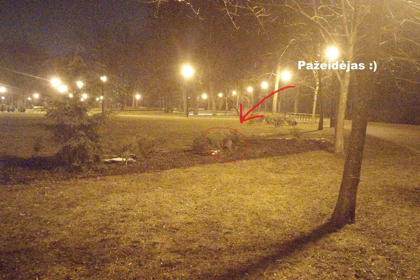Pasirodo, kad naktimis Bernardinų sodą siaubė bebras.<br>facebook.com/remigijus.simasius nuotr.