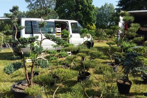 Mugės lankytoja žagtelėjo išgirdusi, kiek kainuoja šis kadagys