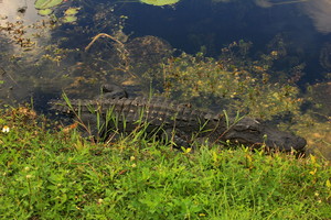 Šiurpus radinys vandenyje įvarė siaubo pareigūnams
