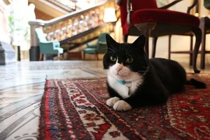 Jungtinės Karalystės ministras: „Mūsų katinas – ne ES šnipas“