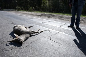 Kieno pareiga yra patraukti nuo kelio partrenktus gyvūnus?