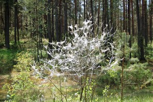 Dviračiu miške važiavęs vyras stabtelėjo, o vaizdelis atėmė žadą