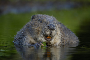 Poilsiautojams baimės įvarė bebras: tėvai puolė ginti vaikus
