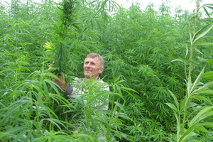 Pluoštinių kanapių augintojams atrišo rankas