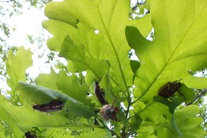 Pakėlė akis į ąžuolą ir nustėro. Tai – rimto pavojaus ženklas