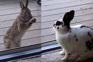 Veislinę gražuolę išvydęs laukinis kiškis panoro čia ir dabar