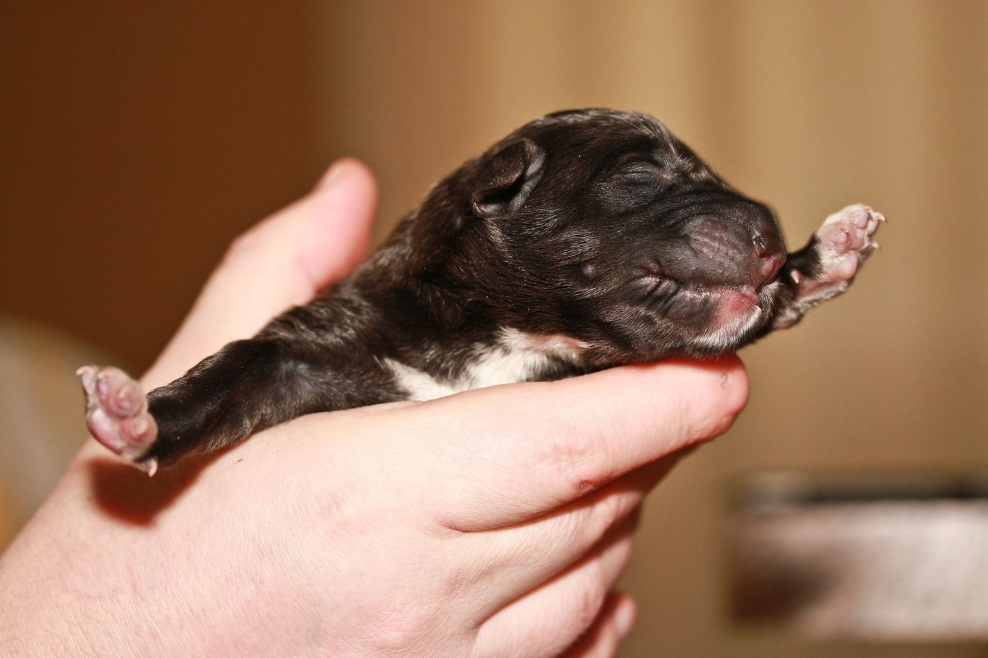 новорожденный лабрадор фото