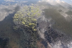 Kauno mariose pasirodė keisti juodi gyviai