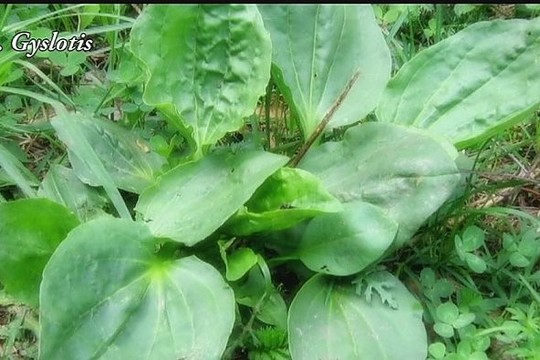 Kuo naudingos žolės, kurias paprastai naikinate sode?