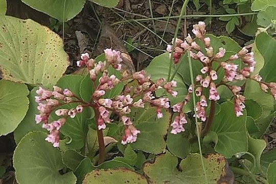 Pažvelkite į savo daržą: rasite vaistų nuo vėžio ir gastrito