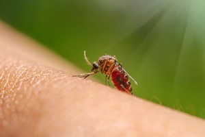 Atskleidė, kodėl vienus uodai puola labiau nei kitus