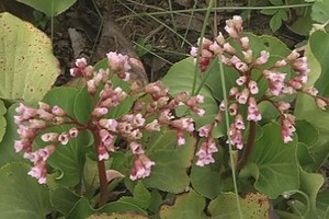 Pažvelkite į savo daržą: rasite vaistų nuo vėžio ir gastrito