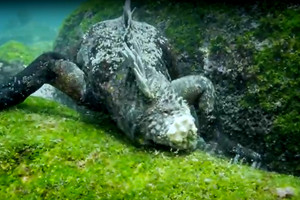 Po vandeniu užfiksuota jūrų pabaisa. Jį vadina tamsos velniu