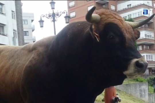 Ispanijoje į gatvę išsiruošęs bulius sustabdė eismą