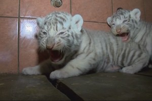 Itin reti baltieji tigrai Klaipėdoje pratinsis prie žmonių