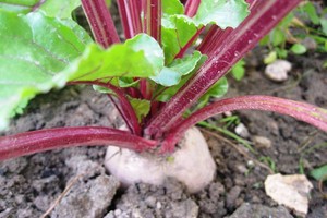 Štai jos – lengvai auginamos daržovės, kurios padeda širdžiai