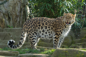 Iš aptvaro pabėgusi leopardo patelė sėjo paniką zoologijos sode