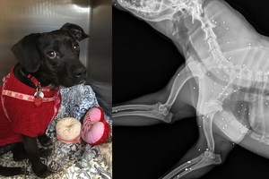 Rentgeno nuotrauka atskleidė šiurpią šuns gyvenimo praeitį