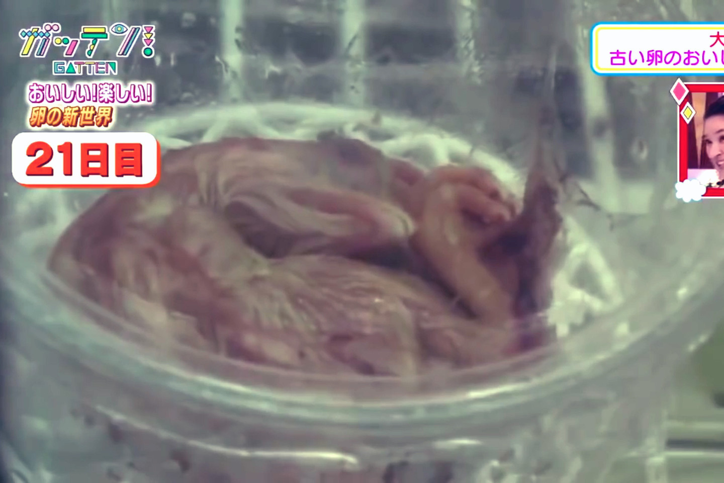 21 diena – viščiukas pasirengęs gimti.<br>„Youtube“ nuotr.