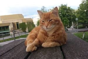 Oranžinė katė universitete atlieka ypatingą misiją