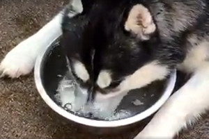 Snukį dubenėlyje vandens panardinęs haskis prajuokino milijonus