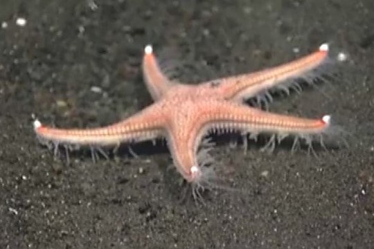 Nepatikėsite savo akimis: kaip iš tiesų juda jūrų žvaigždės