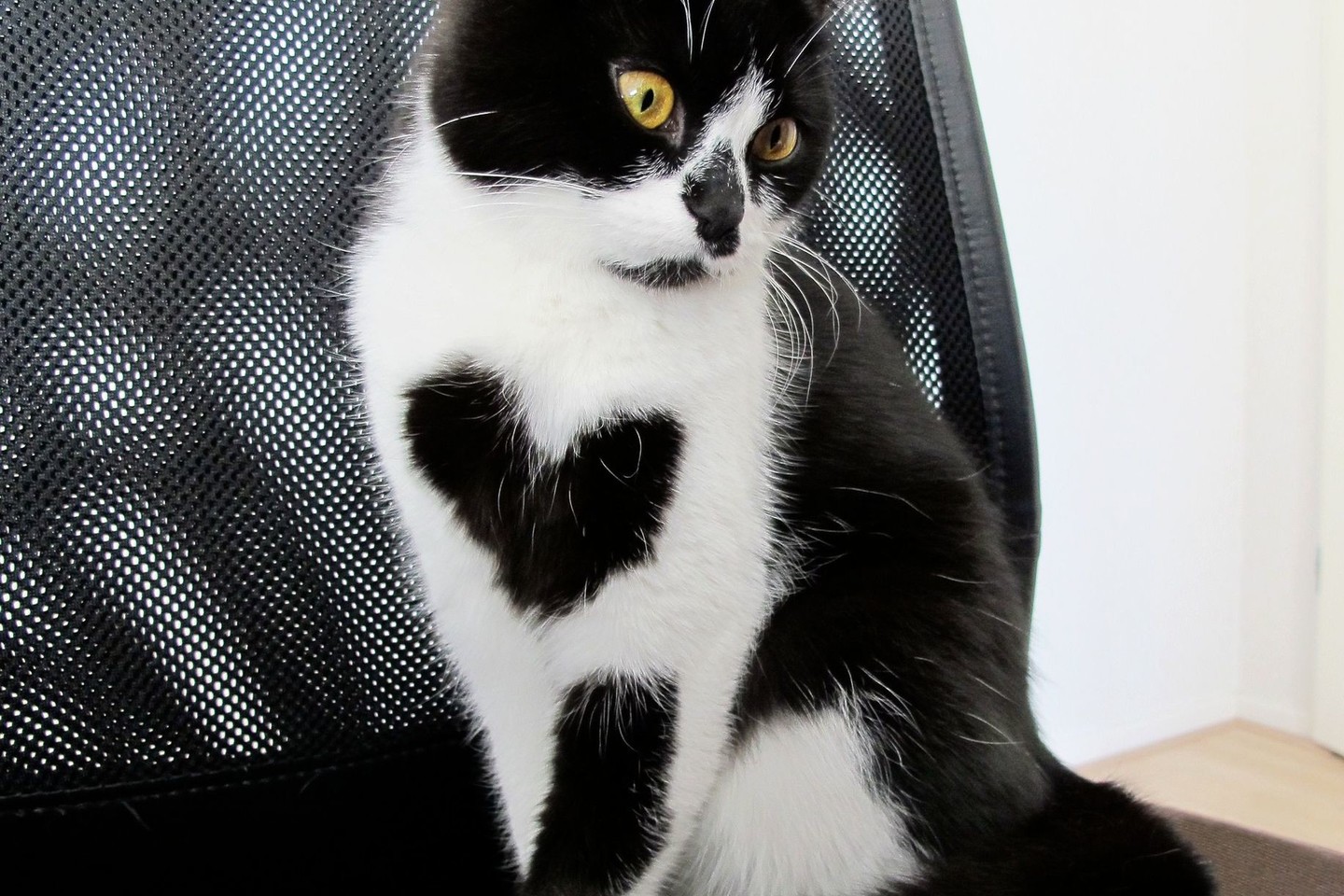 Katė Zoe būsimą šeimininkę pakerėjo ypatingu ženklu ant krūtinės.<br>ViDA Press nuotr.