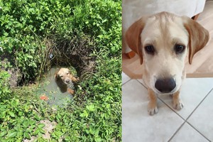 Policijos pareigūnas tą patį šuniuką išgelbėjo dukart