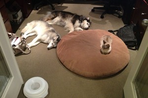 Juokas iki ašarų: kai šuns guolį okupuoja katė