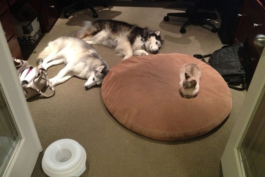 Juokas iki ašarų: kai šuns guolį okupuoja katė